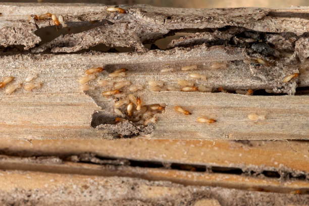 Best Insect Control  in Crest View Heights, NY