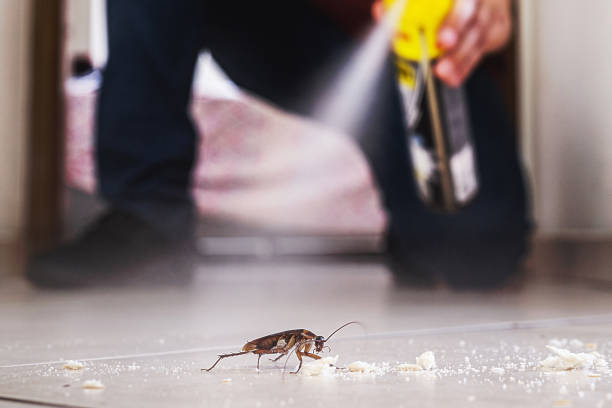 Best Bed Bug Extermination  in Crest View Heights, NY