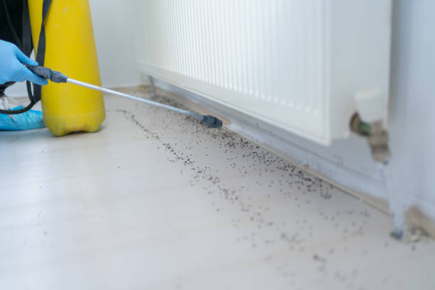 Best Local Pest Control Services  in Crest View Heights, NY